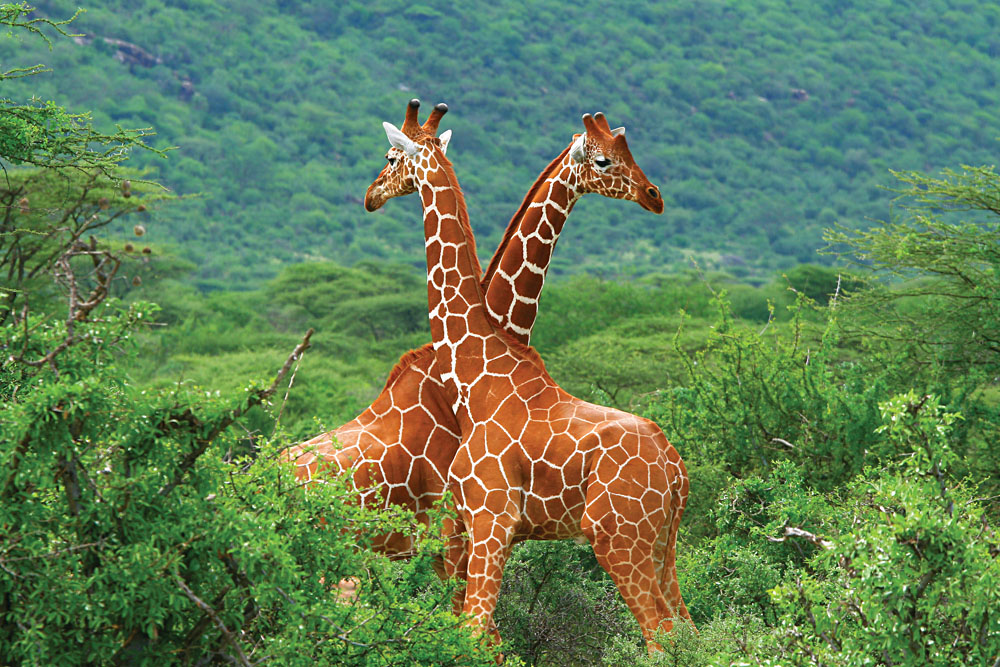 Two-Giraffes-in-Samburu-National-Park-Kenya