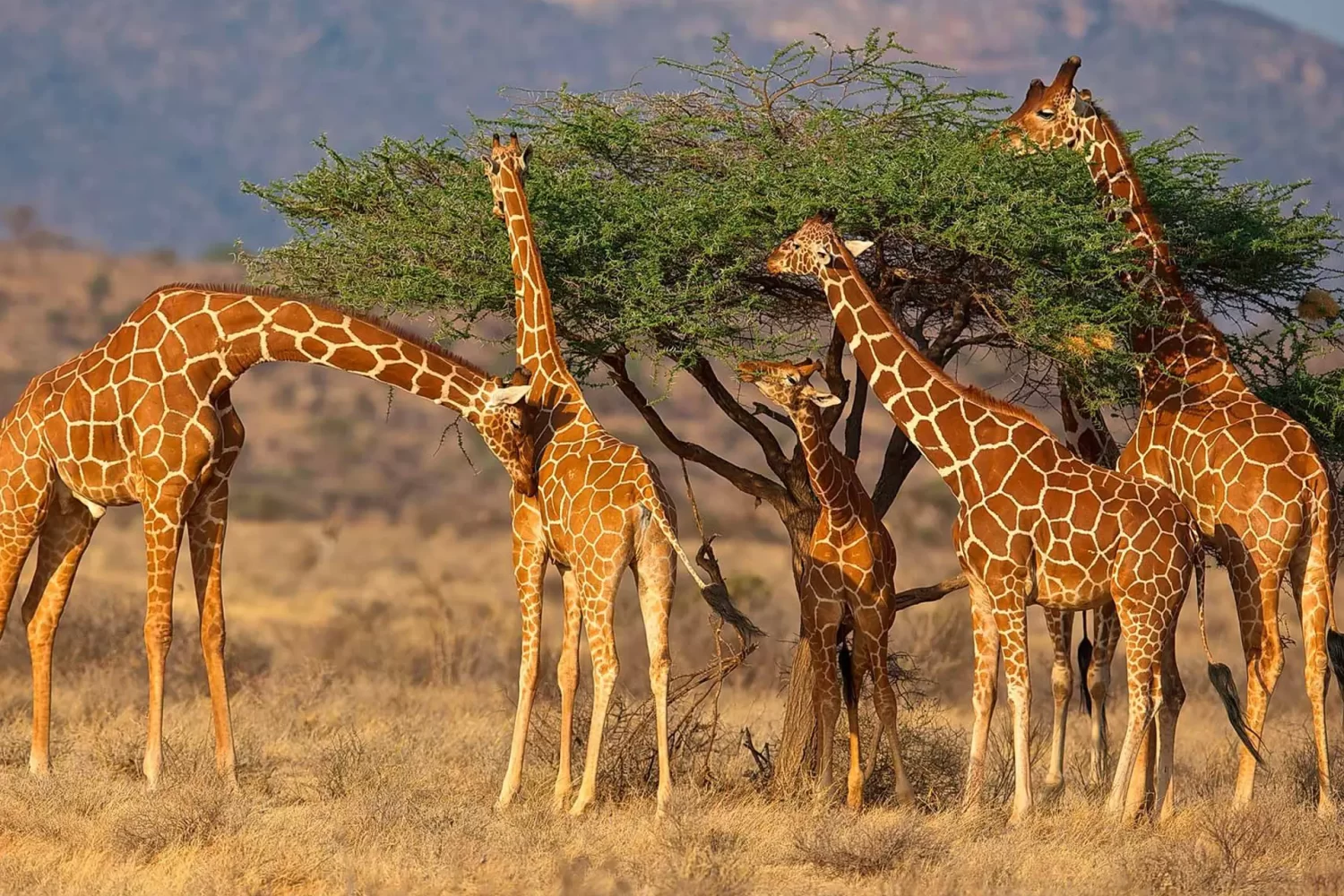 giraffer-samburu-kenya