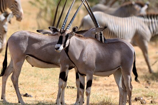 samburu-national-reserve