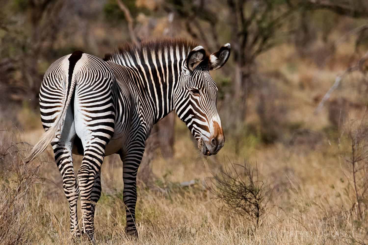 sarunisamburulodge12