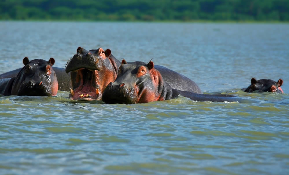 Lake-naivasha-hippos